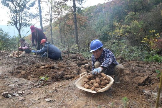 村民正在采收天麻