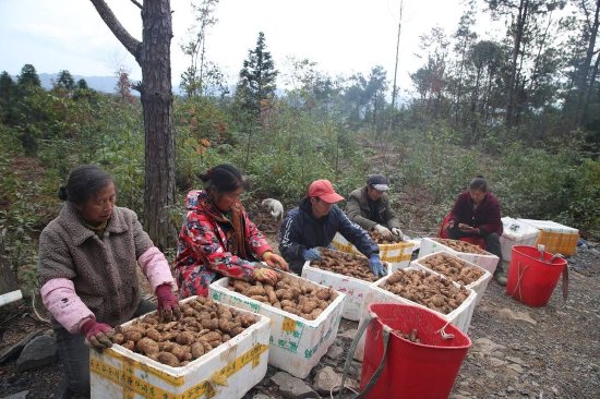 村民采收的天麻
