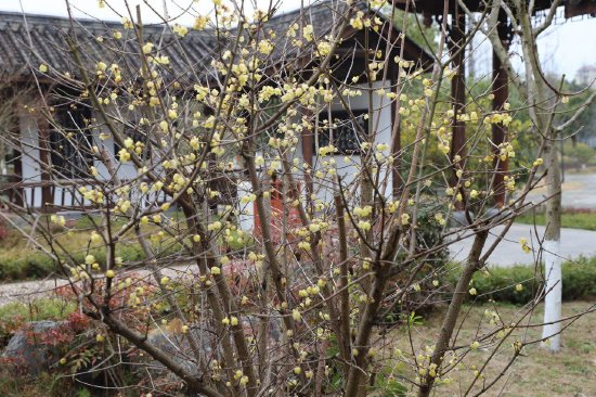 大寨子公园的梅园内梅花簇簇吐芳，香溢满园