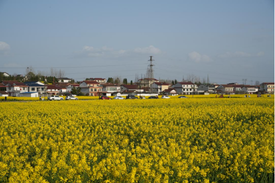 老君镇皇塘水乡油菜花海（景区供图）