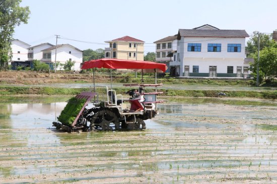 整理秧盘（曹芮铭）