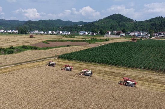 李馥镇凤凰村千亩小麦种植基地迎来丰收。 （邹子洋 摄）