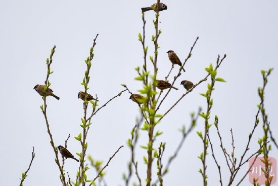 圖集丨仲春時節綠葉發 鳥鳴枝頭報春來