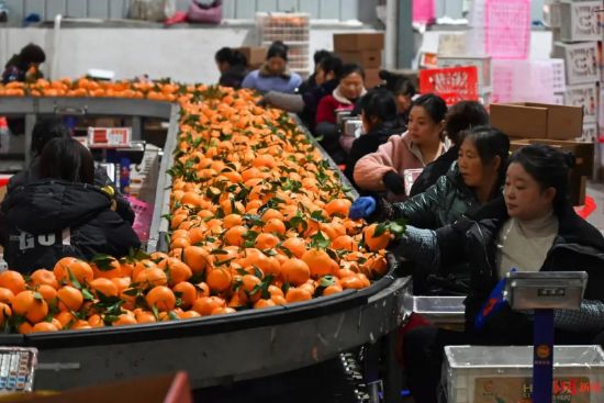 ▲成都市蒲江原乡现代农业有限公司,工人正在筛选耙耙柑 资料图
