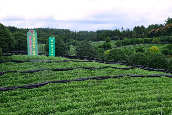 凤冈锌硒茶核心基地。