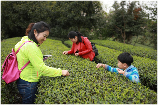 “找茶团”采摘蒲江雀舌