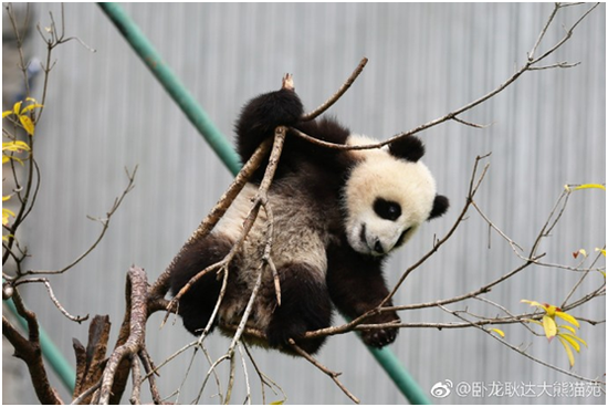 小树枝如何摇身一变成秋千?