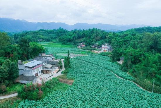 小落村发展的荷田产业区