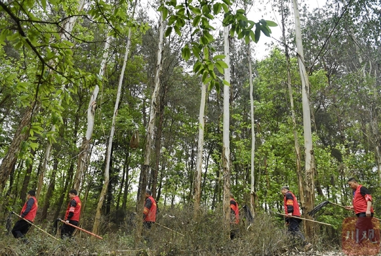 双流：“红马甲”巡山护林 守护绿色家园