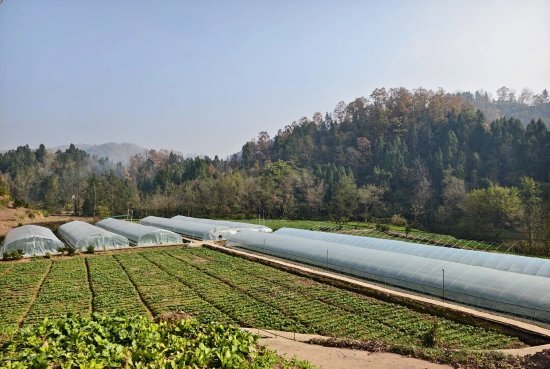 安云乡七河村潘志明家庭农场