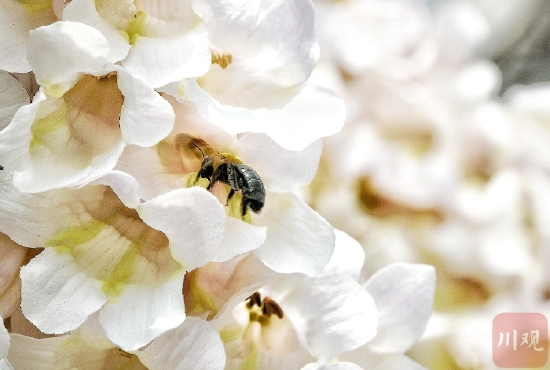 成都红星桥的泡桐花又开了！你来打卡了吗？