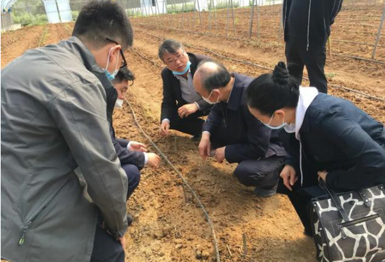 魏文通在双胜镇天良村芦笋基地大棚了解芦笋长势情况