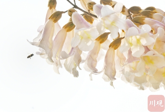 成都红星桥的泡桐花又开了！你来打卡了吗？