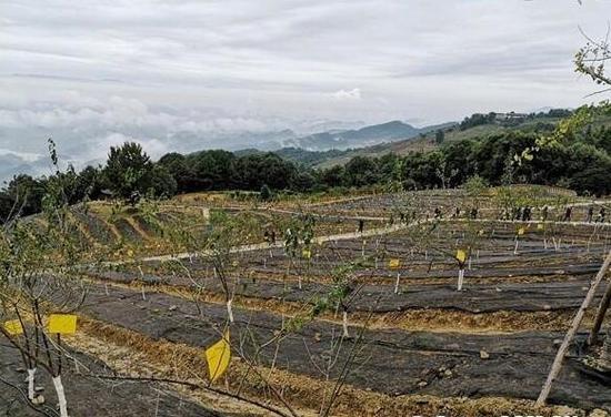 达川乌梅（GAP）标准化种植基地