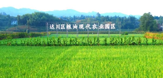达川区粮油现代农业园区(拍摄于万家镇迎风村)