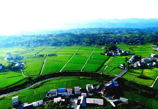 达川区粮油现代农业园区夏日盛景（拍摄于万家镇迎风村）