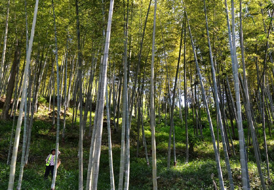 双河镇淡竹叶基地,村民们正在林下收割淡竹叶