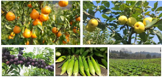 两河村色彩丰富的“五色产业拼图”