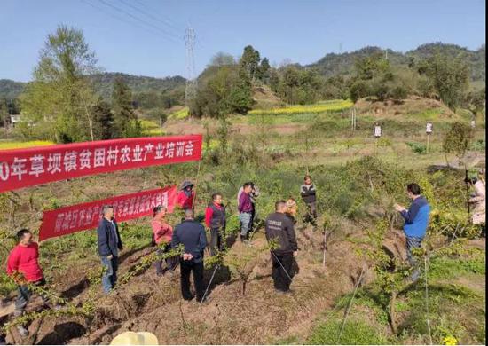 农业科技特派员到草坝镇进行春耕生产技术指导