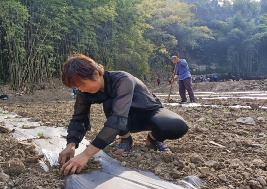 农户进行玉米播种覆膜