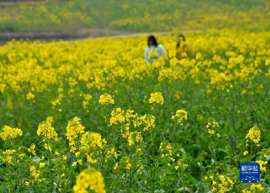 国社@四川｜油菜花开引客来