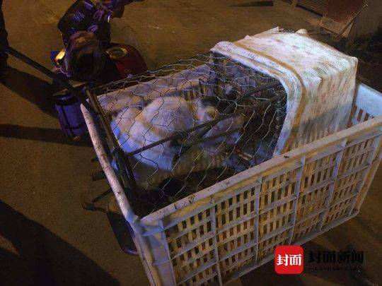 雅安两男子为煮龙虎汤凌晨上街偷猫 8只家猫获