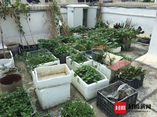 邻居屋顶种菜施肥 楼下住户崩溃了