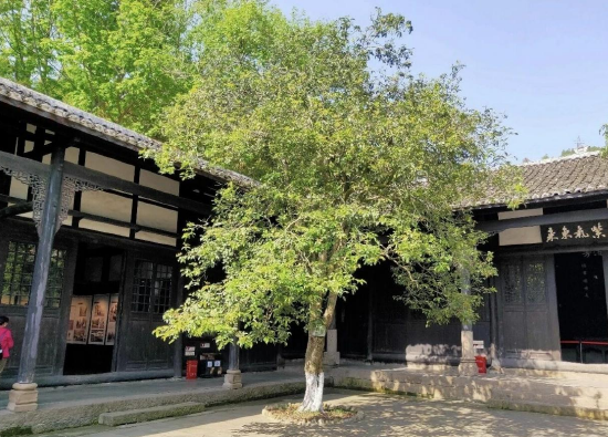 神剑园-张爱萍故居古树·通川区罗江镇神剑园（张爱萍故居）