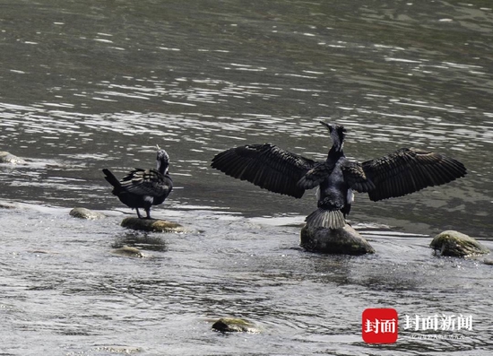 赏了鸟的春天 才是真正的春天