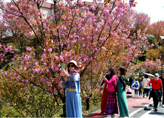 游客在樱花里拍照打卡