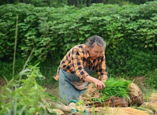 高明镇水稻制种，农户正在整理秧苗