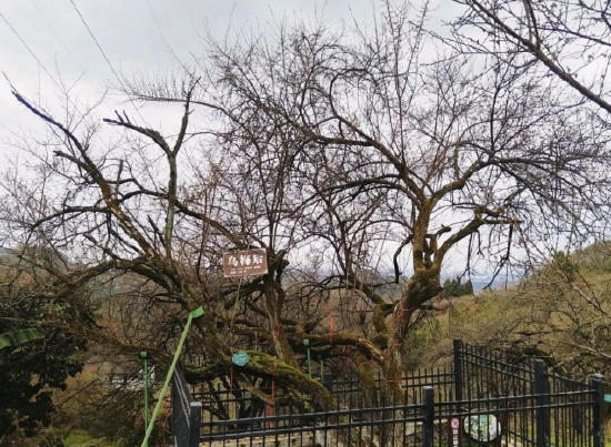 乌梅山-乌梅帝后树·位于达川区百节镇乌梅山村蔡家坡