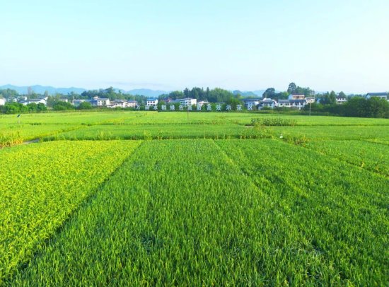 达川区粮油现代农业园区田园风光（拍摄于万家镇迎风村）