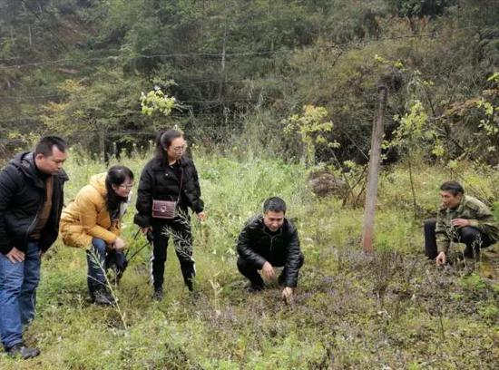 雨城区经科局工作人员会同四川农业大学黄琳凯教授到多营镇龙池村指导贫困户中药材种植