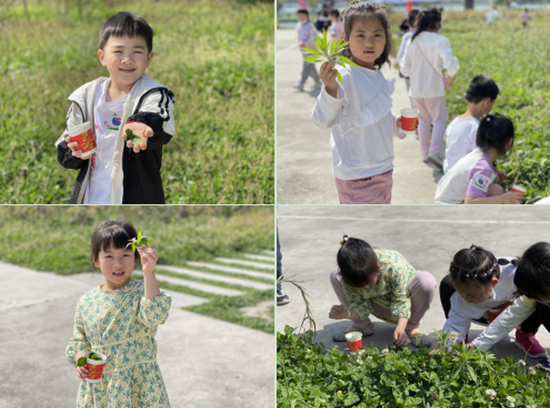 采摘植物