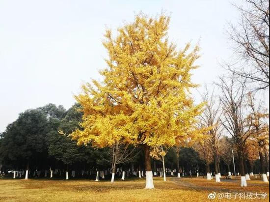 图片来源@电子科技大学