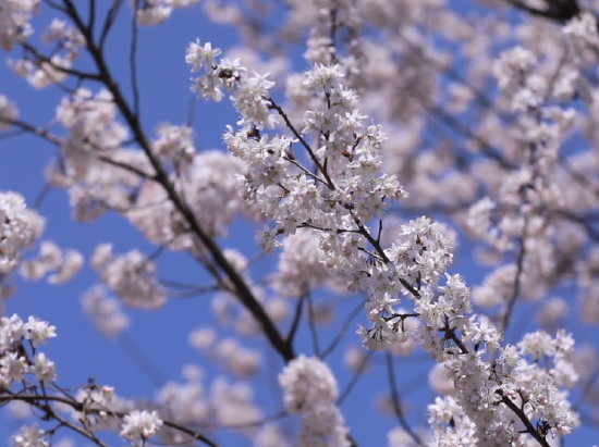 ▲万源苦荞垭樱桃花