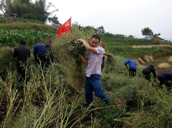 祝德江发动单位干部职工为群众收割油菜
