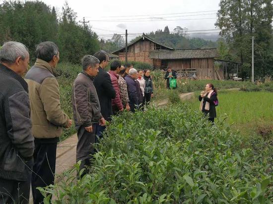 驻村农技员开展茶叶管护培训