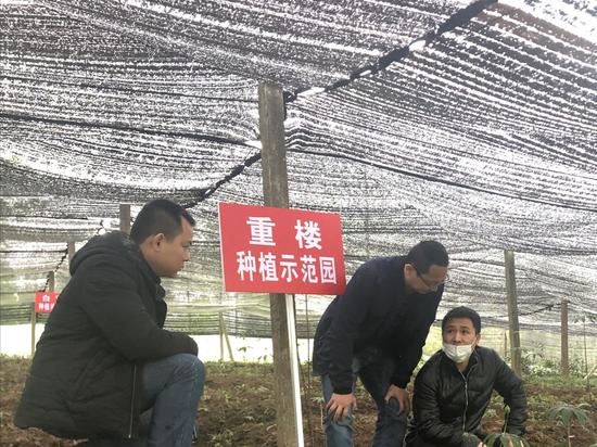 川农大教授对贫困村村名进行中药材种植技术指导