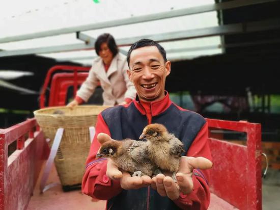 谢远富免费领取鸡苗