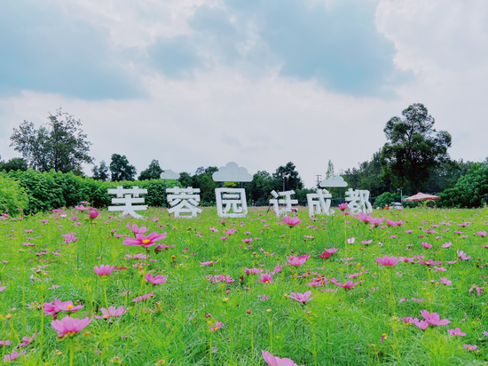 格桑花景观