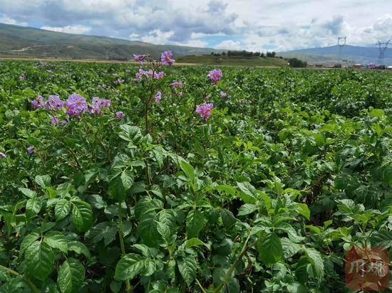 早期生长中的马铃薯，长势良好
