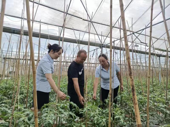 邮储银行米易县支行信贷客户经理在大棚里查看番茄长势