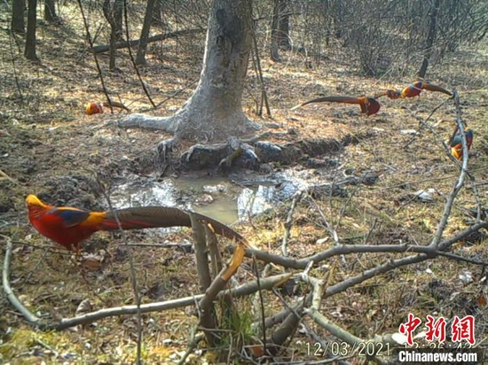 四川米仓山国家级自然保护区红外相机拍到红腹锦鸡。　四川米仓山国家级自然保护区 供图