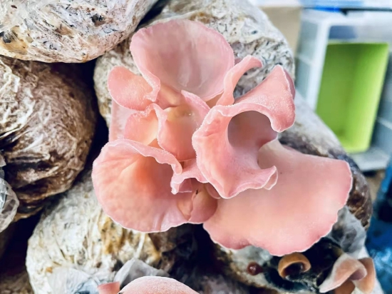 “粉耳1號”的粉色毛木耳