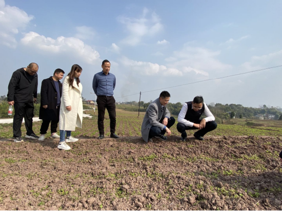 图为省分行乡金部马磊总经理和遂宁分行邓隽行长于年初察看印花村川白芷生长情况。