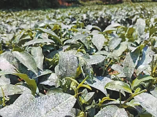 农作物上喷了“防晒霜”。高县农业农村局供图