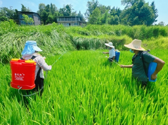 圖為:區植保技術人員在石梯鎮流河社區宣傳動員和組織農戶開展病蟲防治