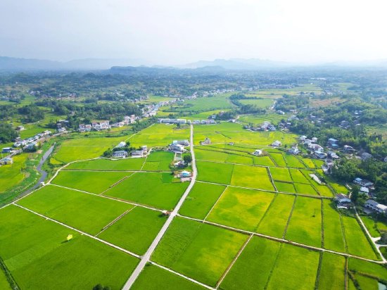 达川区粮油现代农业园区高标准农田(拍摄于万家镇迎风村)